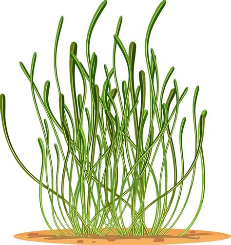 seagrass clipart|seagrass cartoon.